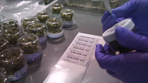 Processing Recreational Marijuana Buds Labeling Tahoe OG Jars 動画素材 92187218