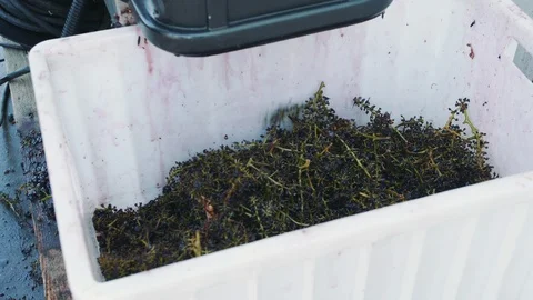 Processing of ripe grapes in machine. Stock Footage 98251469