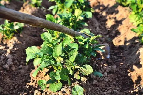 Processing rows of young potatoes by hand with a hoe on a plantation, potatoe Stock Photos