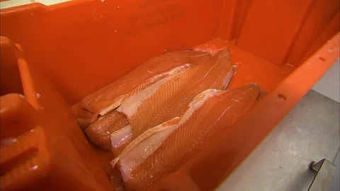 Processing salmon meat 스톡 동영상 87726593