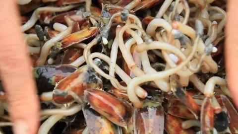 Processing sea mussels for food Vídeo Stock 78494580