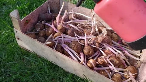 Processing of seed potatoes from a Colorado potato beetle from a sprayer. Pre Stock Footage 172078673