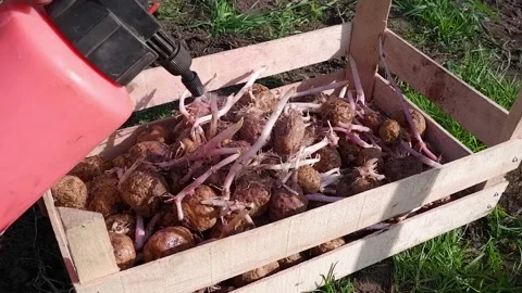 Processing of seed potatoes from a Colorado potato beetle from a sprayer. Pre Stock Footage 172078773