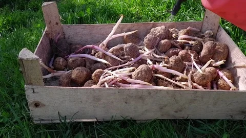 Processing of seed potatoes from a Colorado potato beetle from a sprayer. Pre Stock Footage 172078845