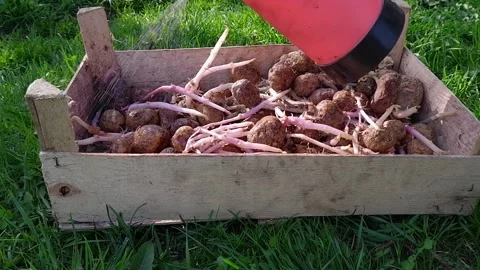 Processing of seed potatoes from a Colorado potato beetle from a sprayer. Pre Stock Footage 172078848