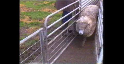 Processing Sheep in Yard for Shearing (1980s) Stock Footage 310221831