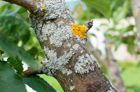 Processing of a sick tree, damage on a tree trunk. Close up. Stock Photos
