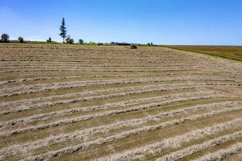Processing silage Stock Photos