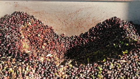 The processing stage of harvested olives at an olive oil extraction plant. Stock Footage 237460244