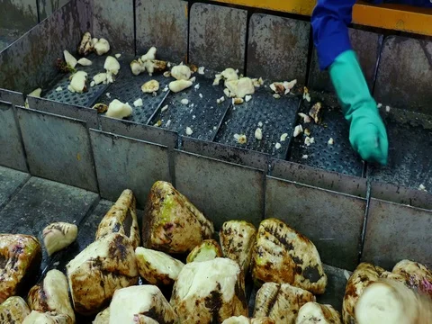Processing of Sugar Beet at the Factory Facilities Stock Footage 83450948