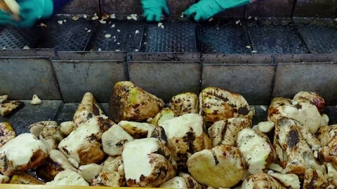 Processing of Sugar Beet at the Factory Facilities Stock Footage 83451564