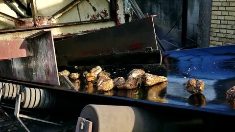 Processing of Sugar Beet at the Factory Facilities Stock Footage 83452142