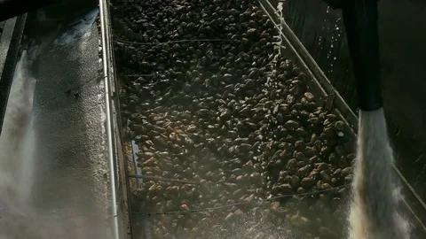Processing of Sugar Beet at the Factory Facilities Stock Footage 83454405