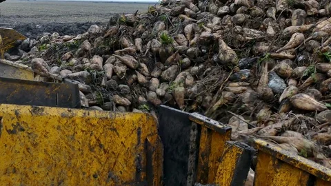 Processing of Sugar Beet Stock Footage 83685052