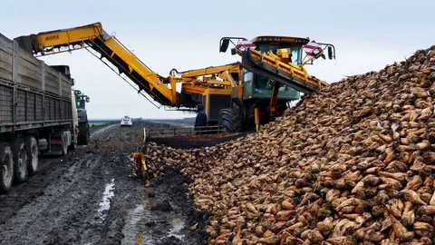 Processing of Sugar Beet Stock Footage 83686269