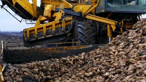 Processing of Sugar Beet Stock Footage 83686338