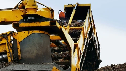 Processing of Sugar Beet Stock Footage 83686764