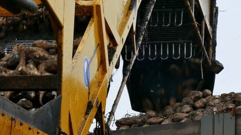 Processing of Sugar Beet Stock Footage 83687129