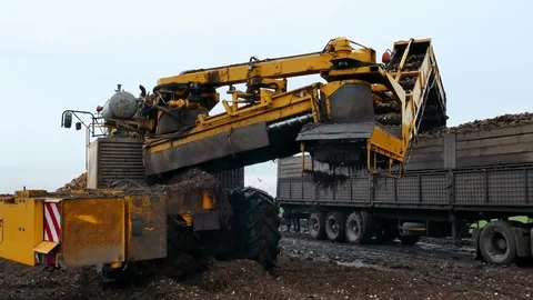 Processing of Sugar Beet 스톡 동영상 83687193