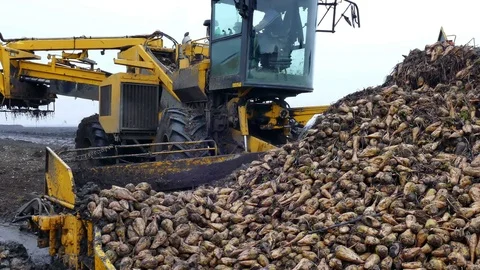 Processing of Sugar Beet Stock Footage 83700937