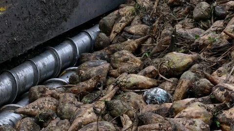 Processing of Sugar Beet Stock Footage 83701021