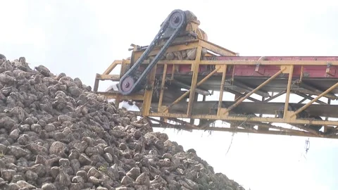 Processing of sugar beet. Harvesting beets for shipment to a processing plant. Video stock 165301428