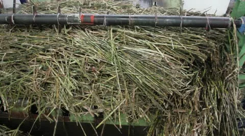 Processing of sugar cane Stock Footage 10849391