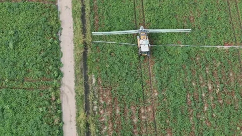 Processing tomato crop of Solanum lycopersicum with tractor mounted crop Stock Footage 346686917