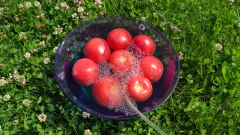 Processing tomato ozone. Tomatoes in the water into which ozone is injected f Stock Footage 155734482
