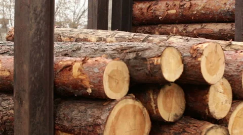 Processing of tree logs video Stock Footage 61035645