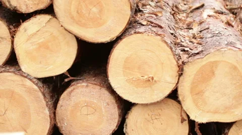 Processing of tree logs video Stock Footage 61036159