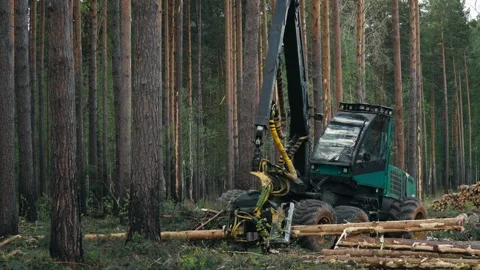 Processing Tree Trunk With Wood Harvester Vehicles Crane Chainsaw Equipment Stock Footage 263898447