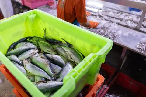 Processing tuna fresh fish in seafood canning factory, food manufacturing i.. Stock Photos