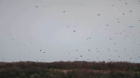 Processing of waste, garbage. Urban landfill. Sorting. Montain garbage. Vídeos de archivo 82470045