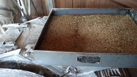 Processing wheat for flour. Food industry. Rural industrial mill. Flour grinding Stock Footage 208871500