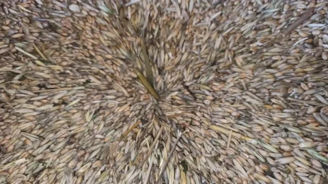 Processing wheat for flour. Wheat grain loading in granary. 库存影片 170638277