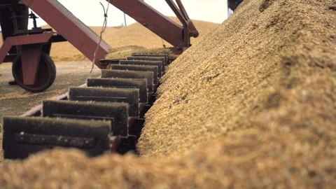Processing of wheat grain in the granary. Stock Footage 132776970