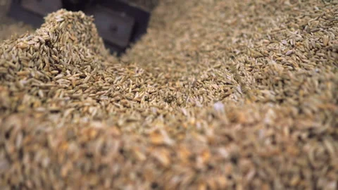 Processing of wheat grain in the granary. Stock Footage 132777249