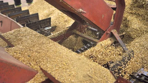 Processing of wheat grain in the granary. Stock Footage 132777428