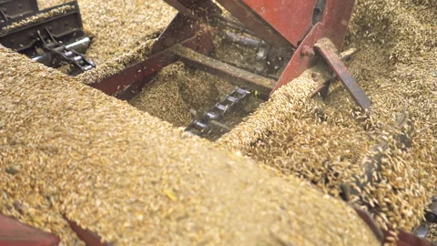 Processing of wheat grain in the granary. Stock Footage