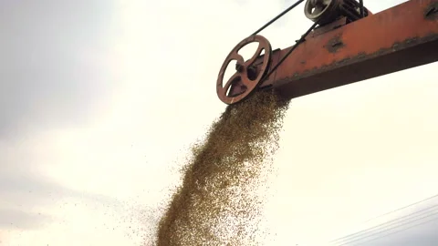 Processing of wheat grain in the granary. Stock Footage 132777865