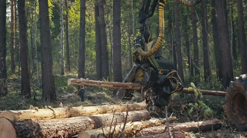 Processing the wood material by Cutting down the tree trunk into multiple pieces Stock Footage 272222024