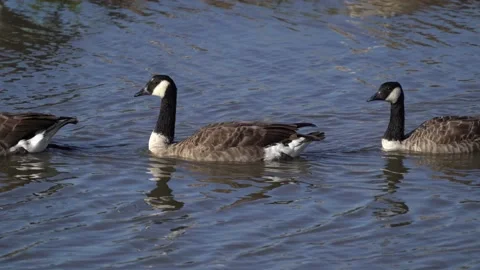 Procession of Canada Geese  Vidéo 162555952