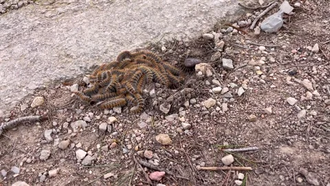Procession caterpillars burying themselves in the soil Stock Footage 329900883