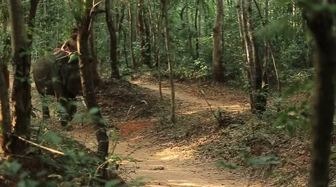 The procession Forest mahout Stock Footage 56841026