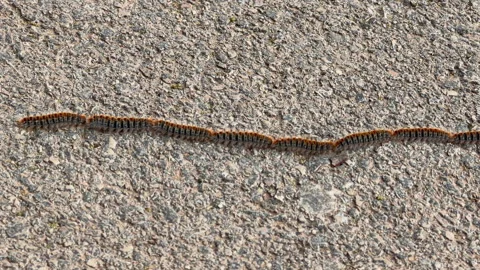 Procession of pine processionary caterpillars crawling across pavement Видео 343900217