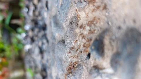 A procession of red ants migrating over a gravelly surface. Stock Photos