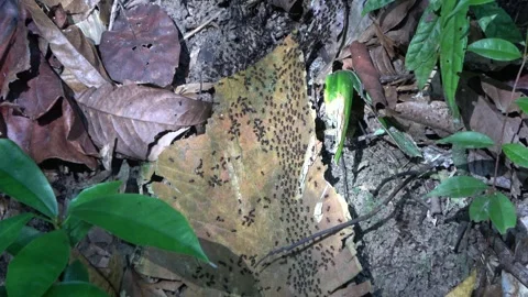 Processional termites, Malaysia Stock Footage 287349406