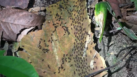 Processional termites, Malaysia Stock Footage 287349538