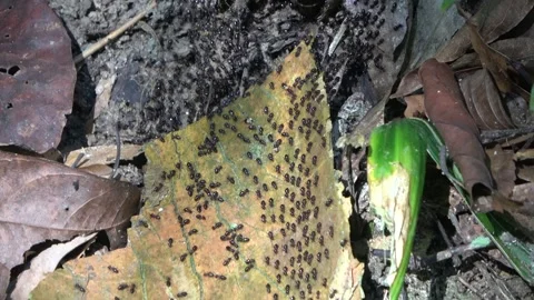 Processional termites, Malaysia Stock Footage 287349948